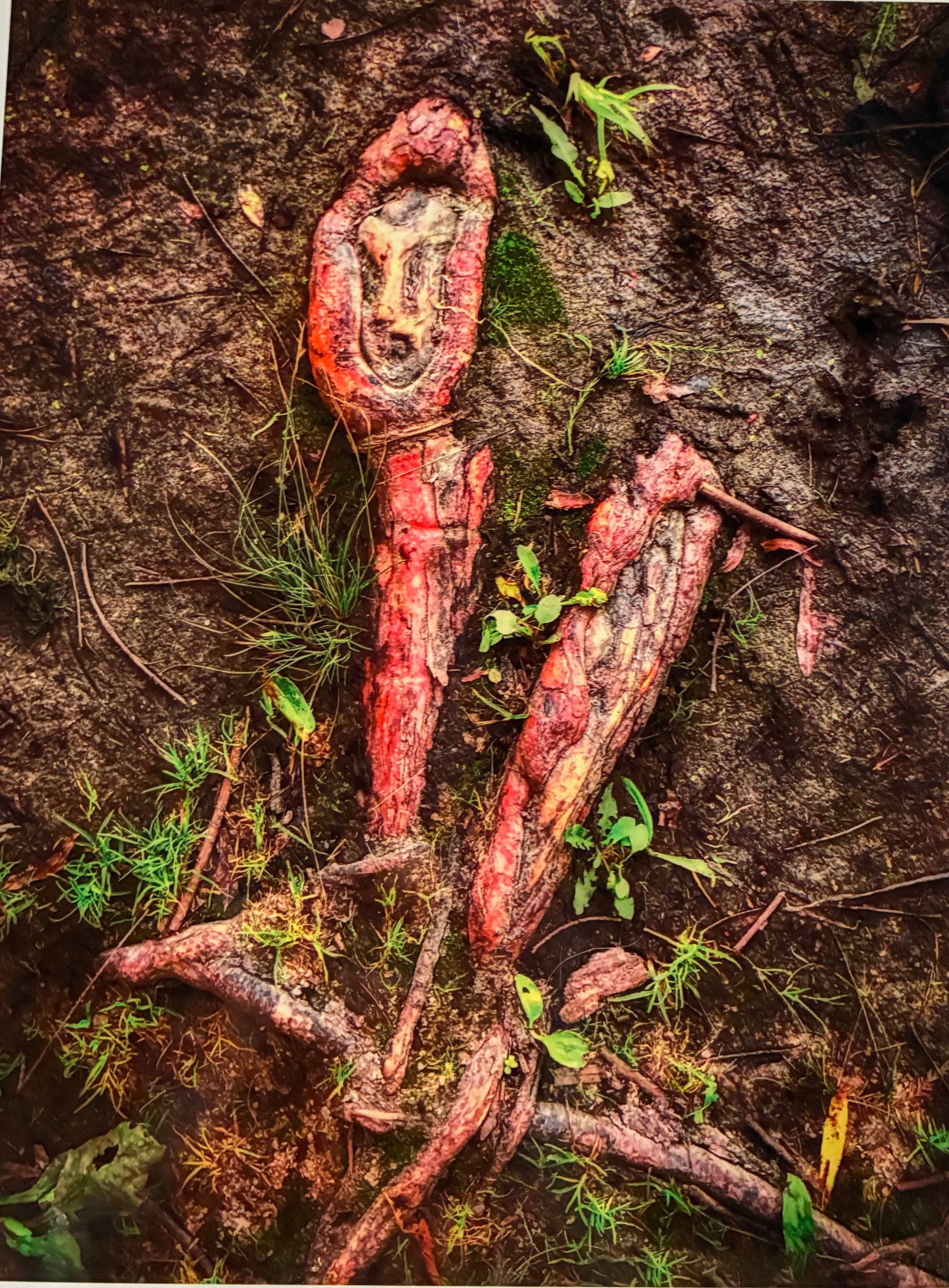 Root Awakening - print