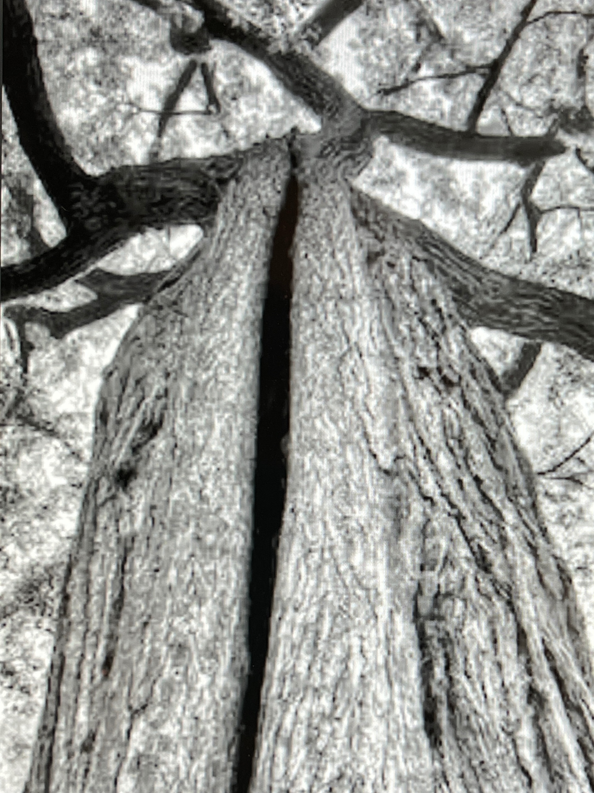 Split Tree - print