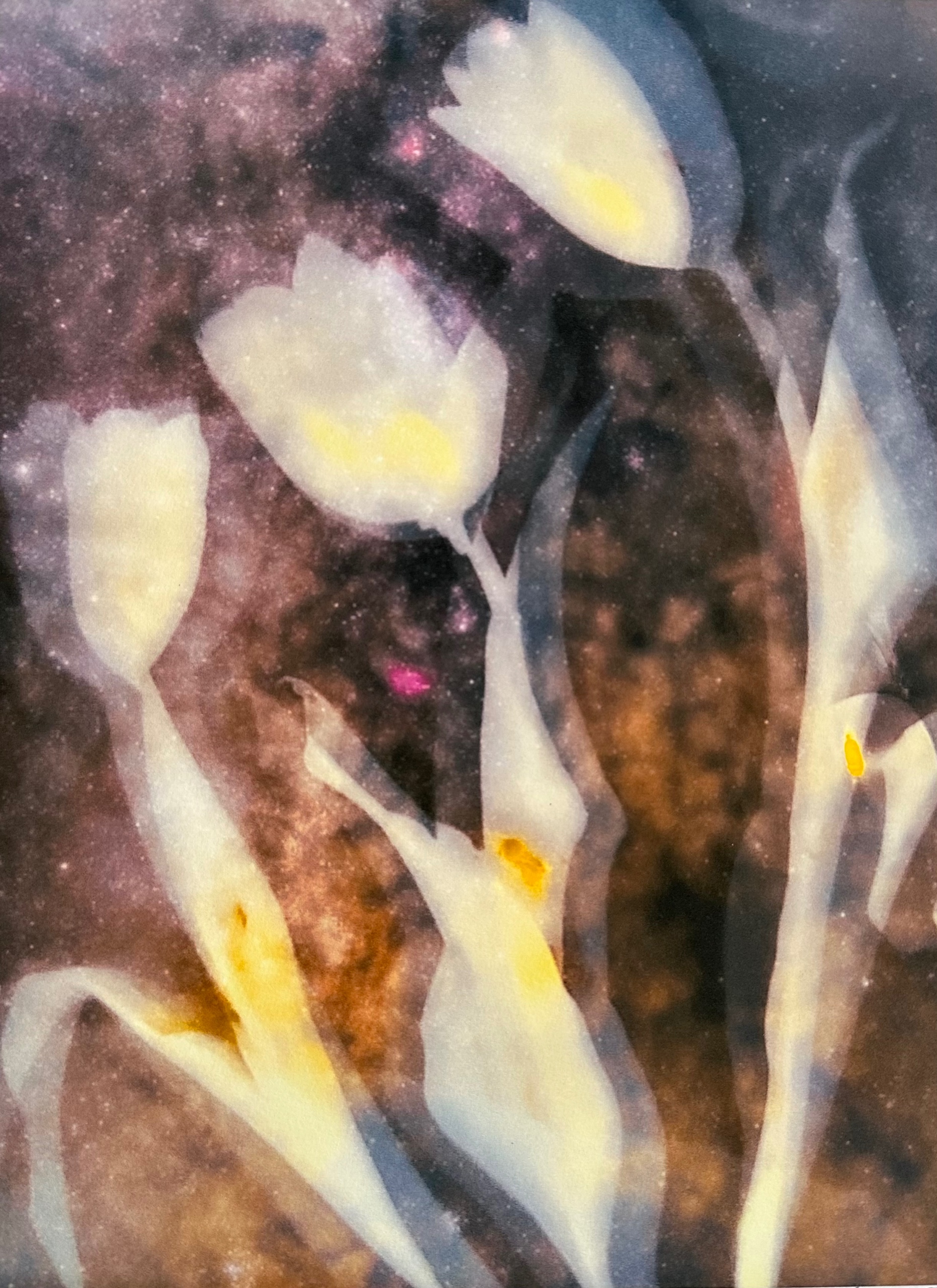 Three Tulips - lumen Scan print