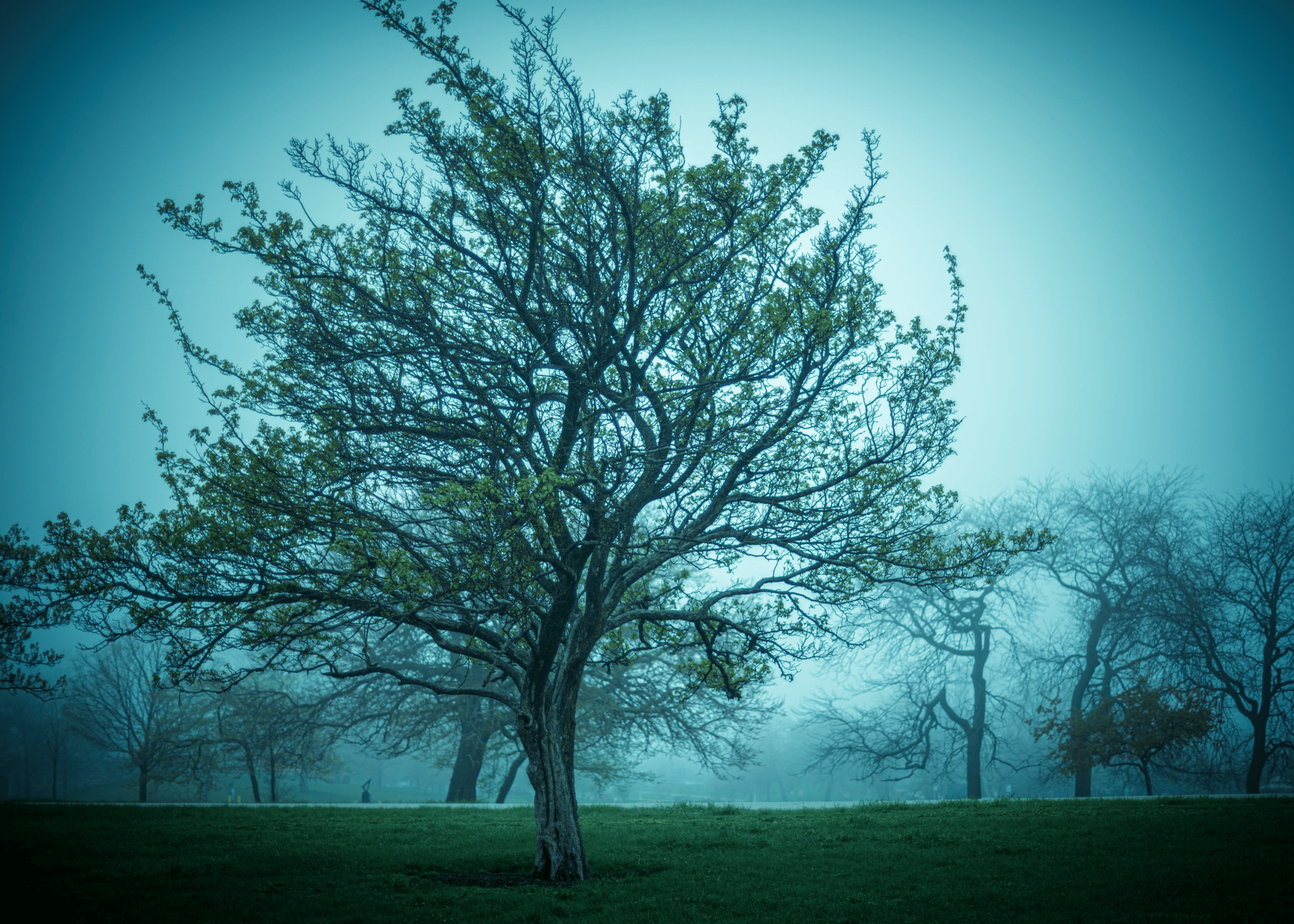 Tree - print
