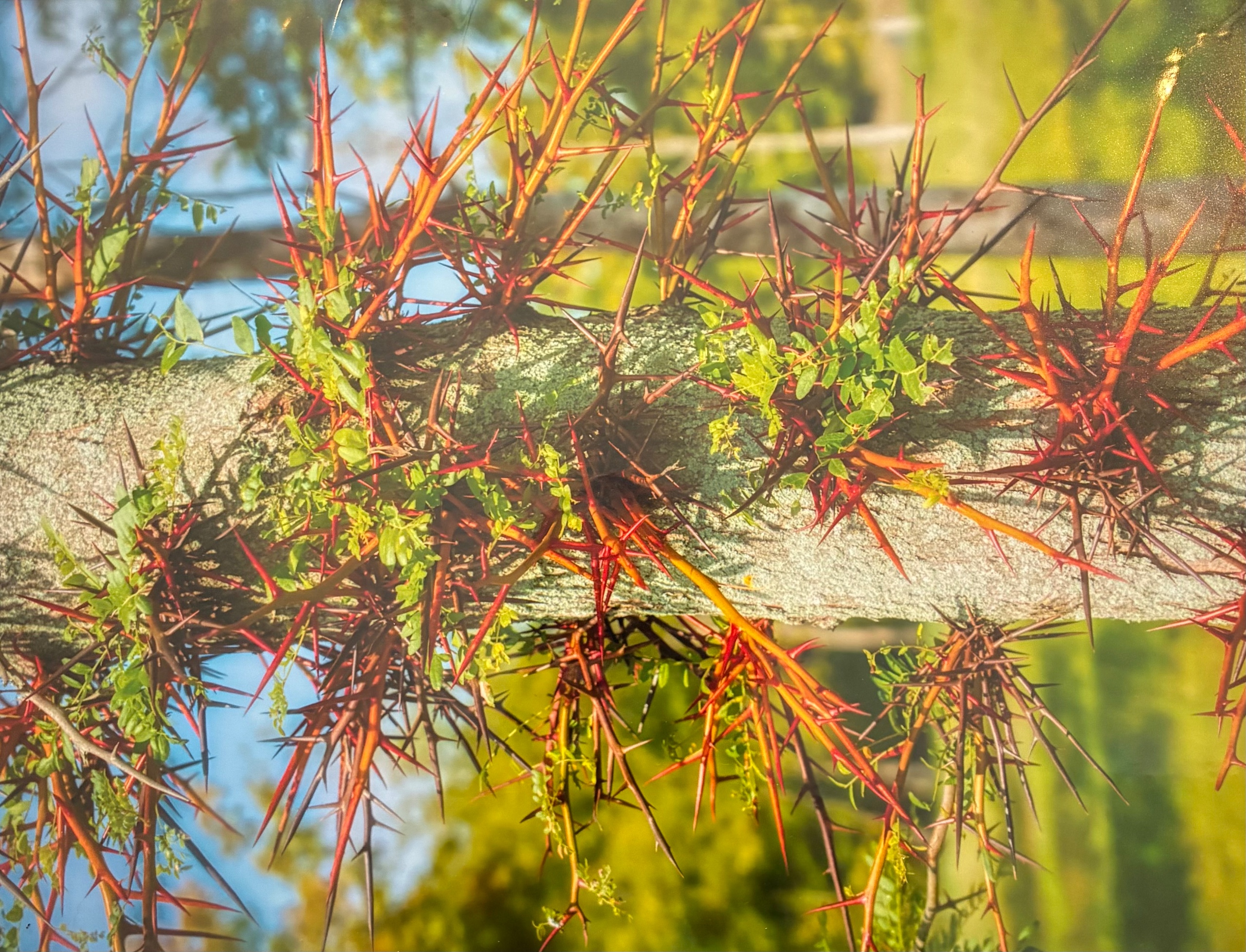 Tree w/Baby Spikes - print