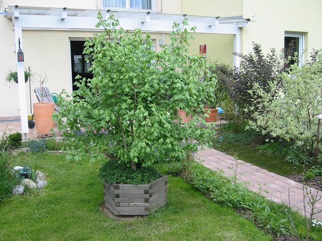 Da befinden sich nun mehr oder weniger bodennah . Wann schneidet man den Feldahorn? - Mein schÃ¶ner Garten Forum