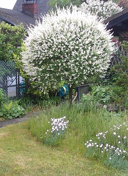 Ein Obstbaum Fur Den Kleinen Garten Reiche Ernte Auch Bei Wenig Platz