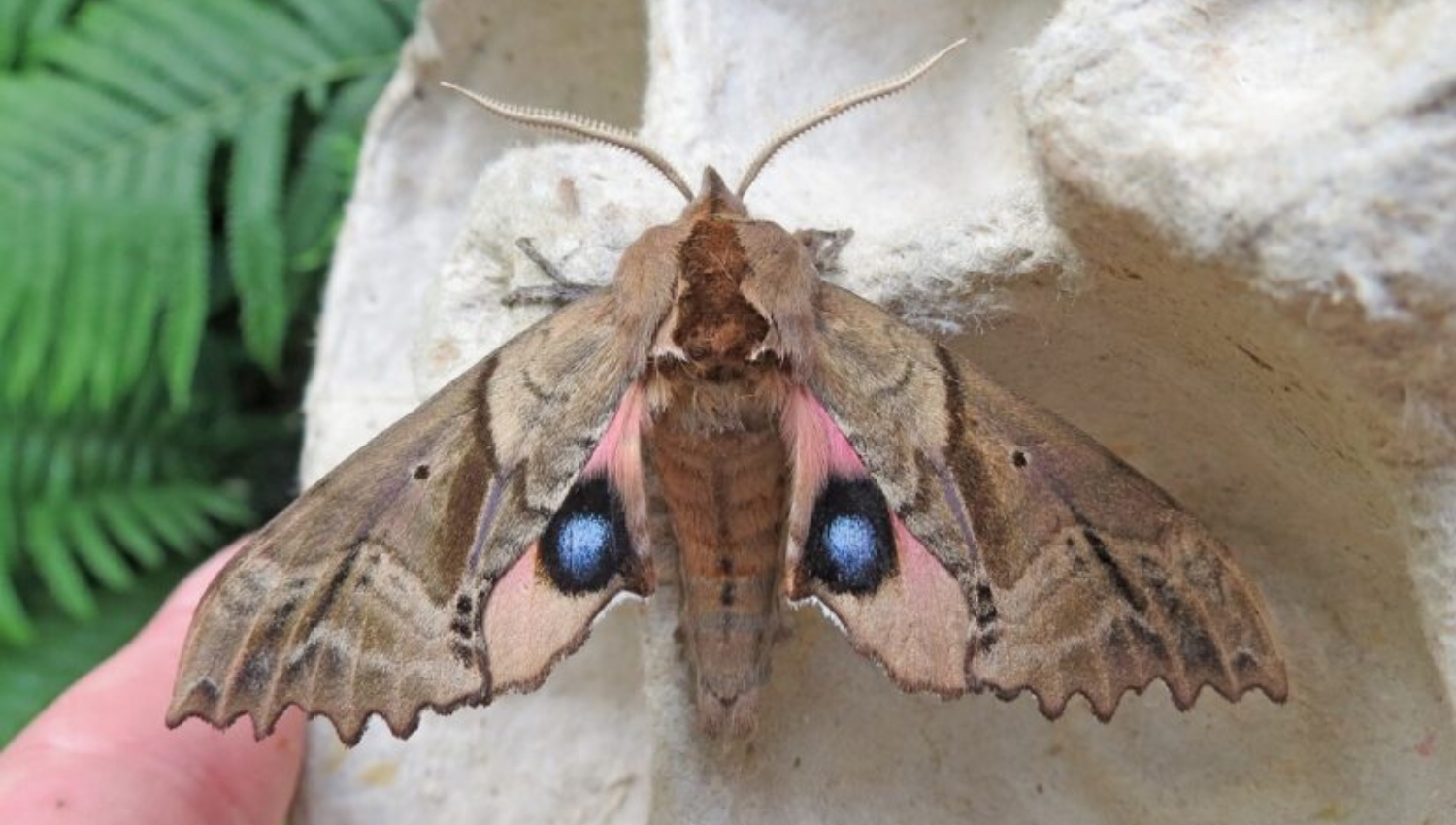 Moth Month: 5 Common Moths & How To Identify Them