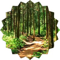 Le bois de Colfontaine, la forêt, les sentiers, sont histoire ...