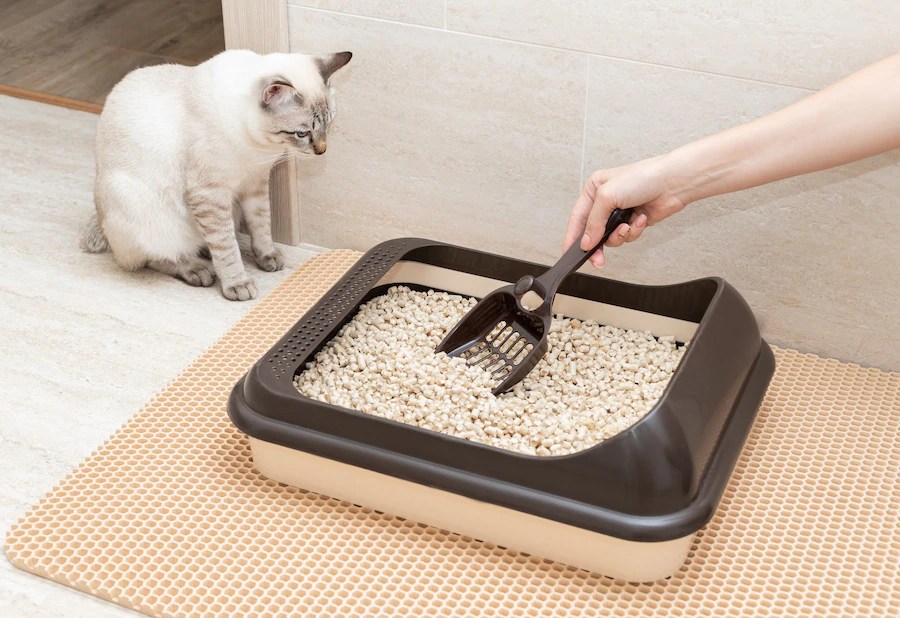 How to encourage your cat to use a litter tray?