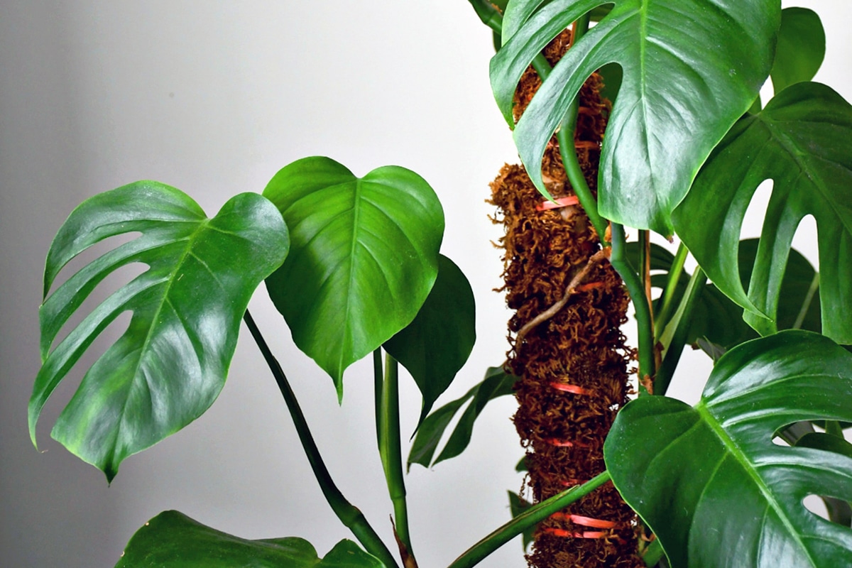 DIY Moss Pole for Plant Support