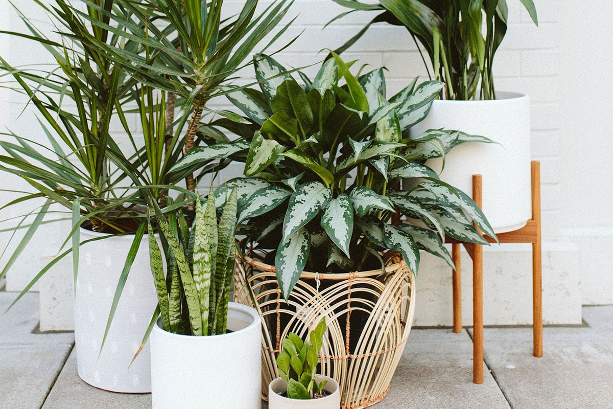 Low Light Houseplants