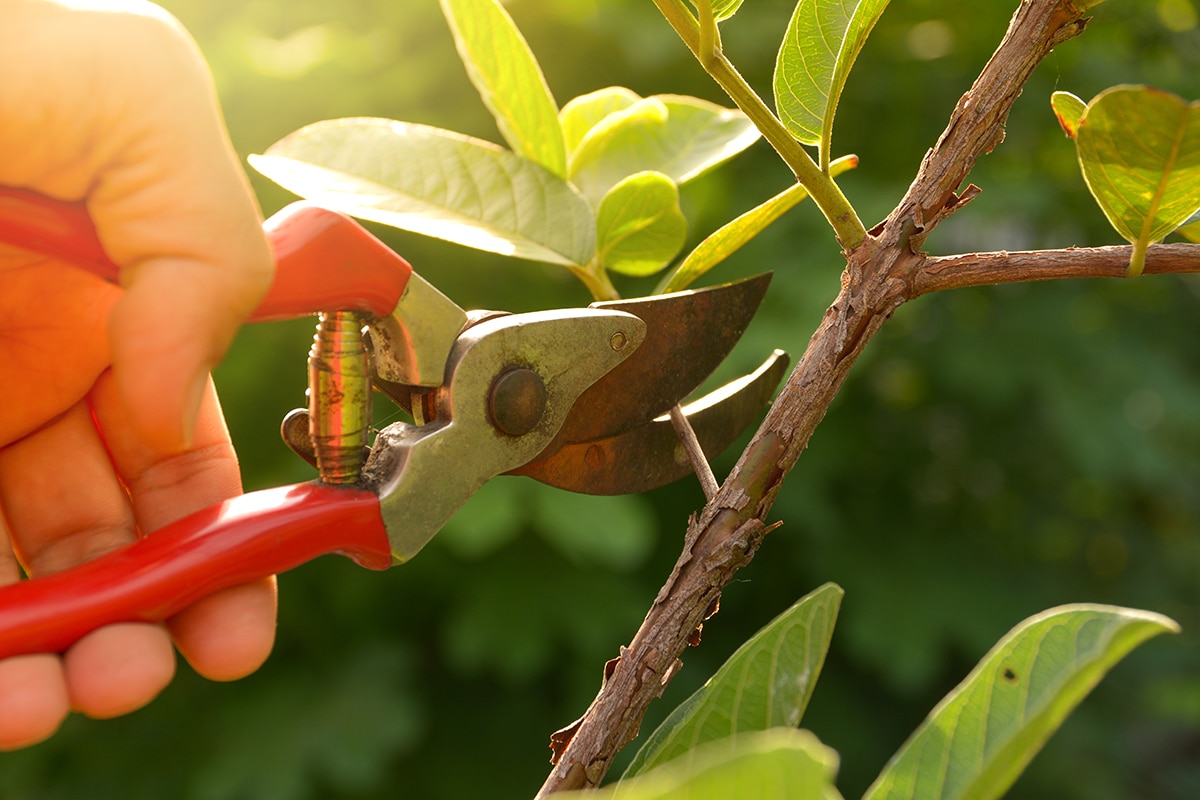 Pruning Basics