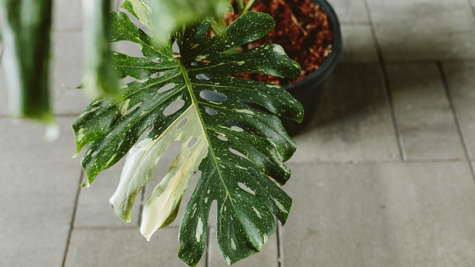 The Latest Houseplant Trend: Variegated Plants and the Science Behind Them