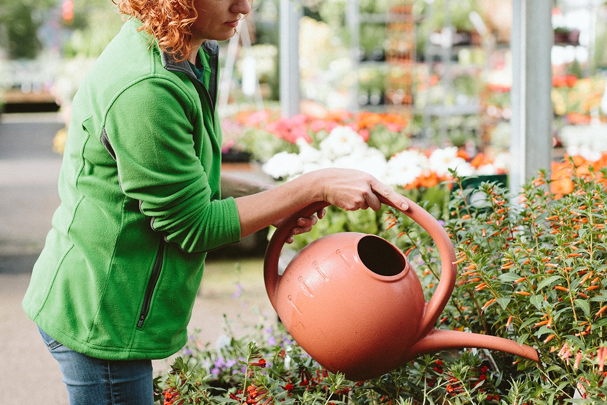 Woman watering plants during a heatwave at a Dennis' 7 Dees Garden Center