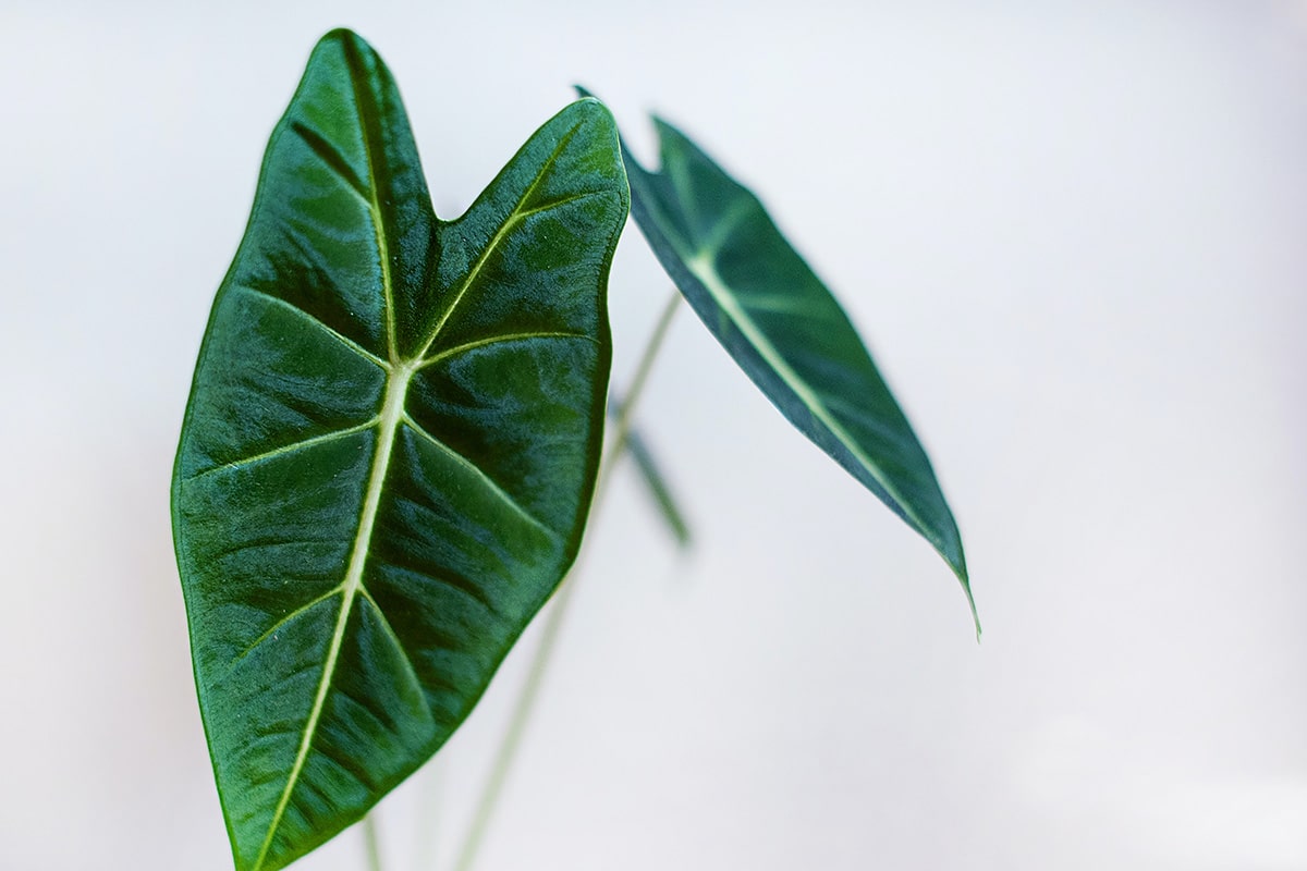 Alocasia Care Guide