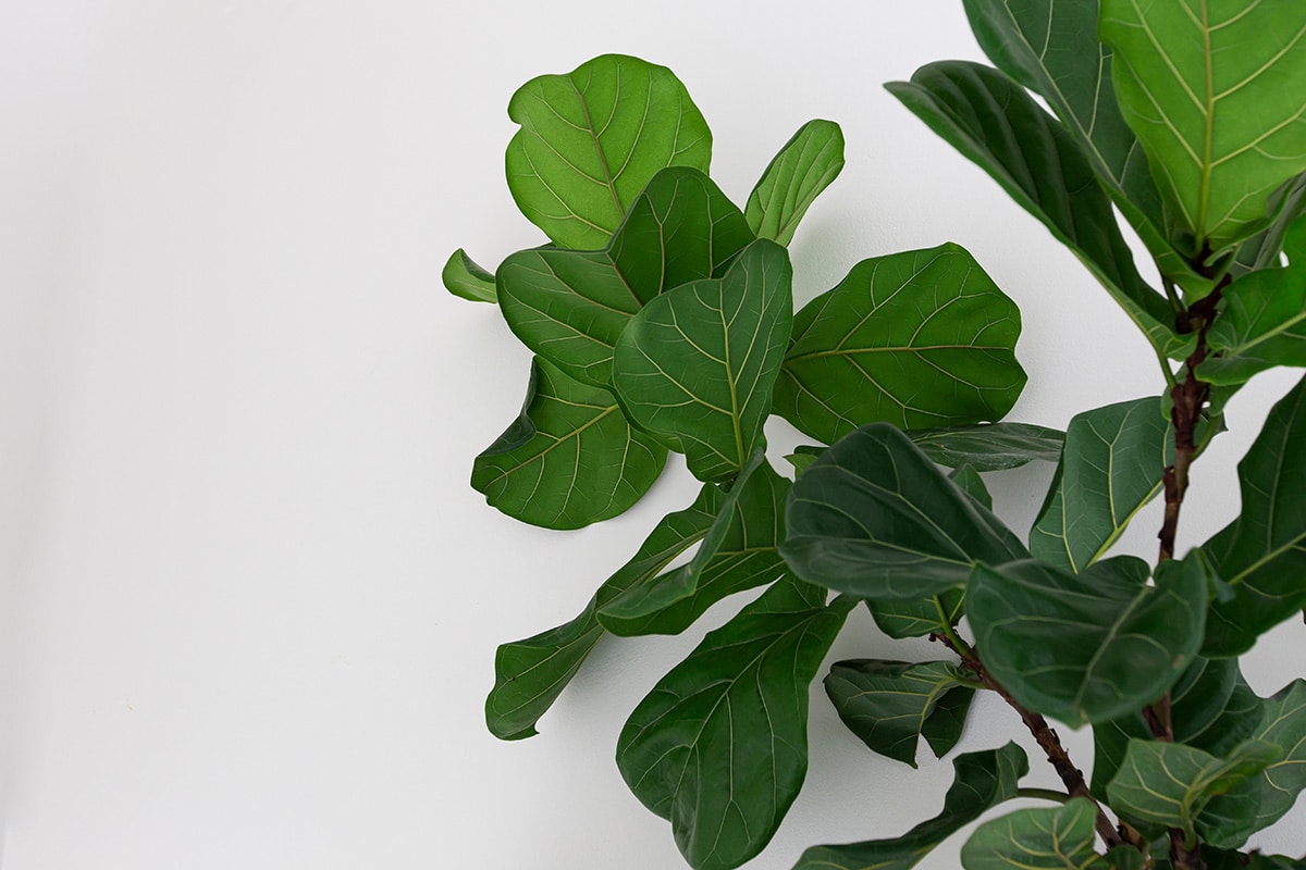 Fiddle leaf fig care guide with up close photo of green leaves