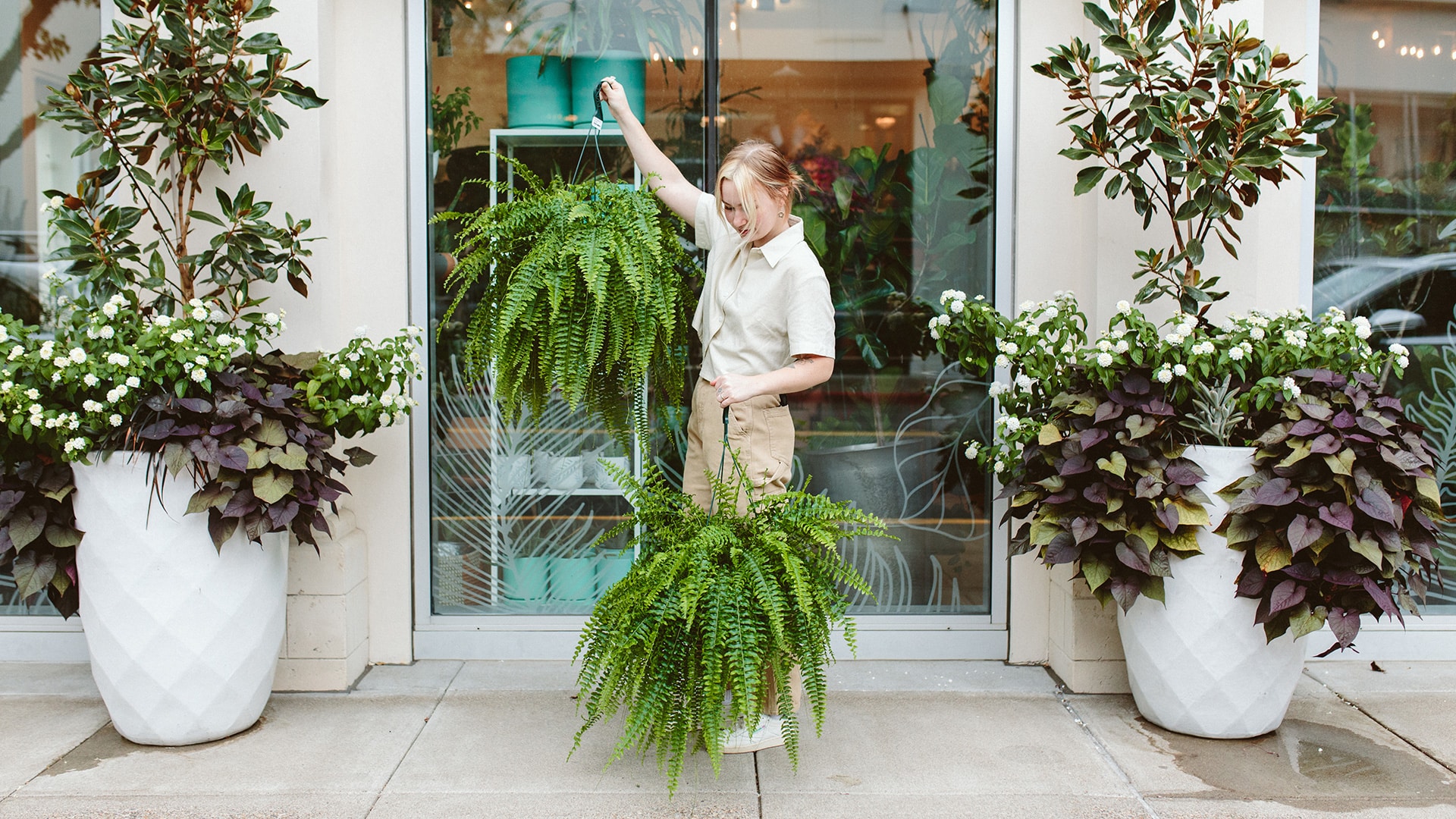 Boston Ferns