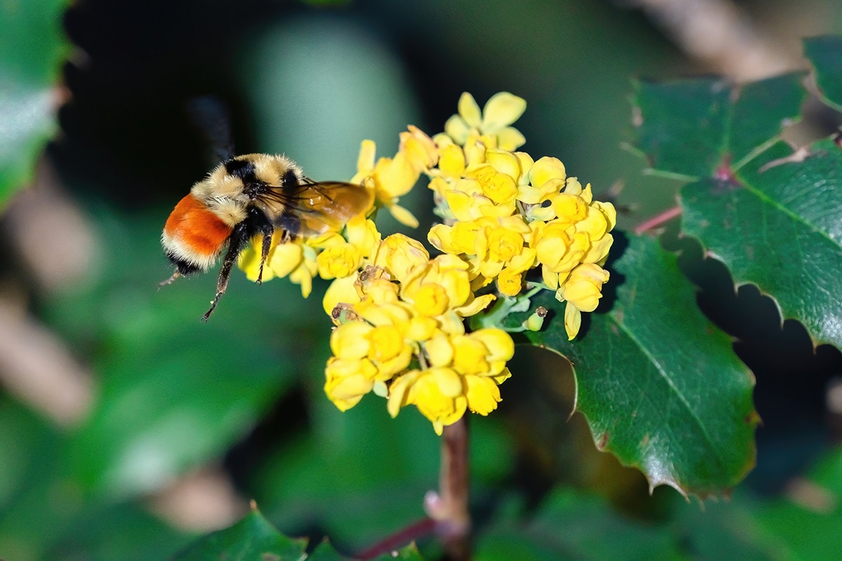 bumblebee pollinating Oregon Grape flowers
