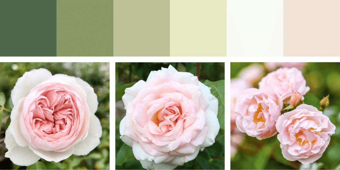 Chic Pink Roses