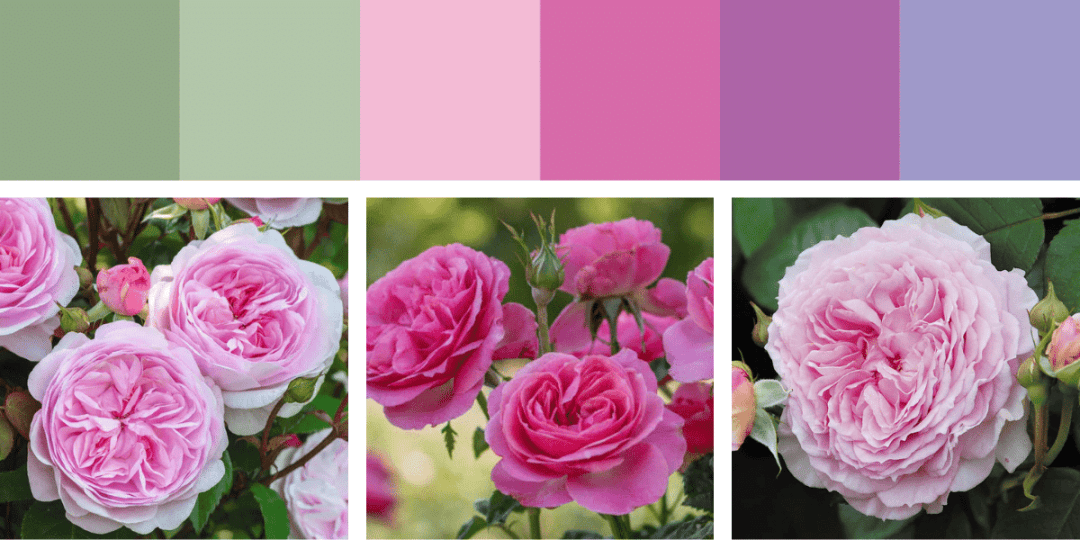 Nostalgic Pink Roses