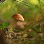 Прогноз погоди для Рівненщини на 10 вересня. Вночі короткочасний дощ, вдень без опадів