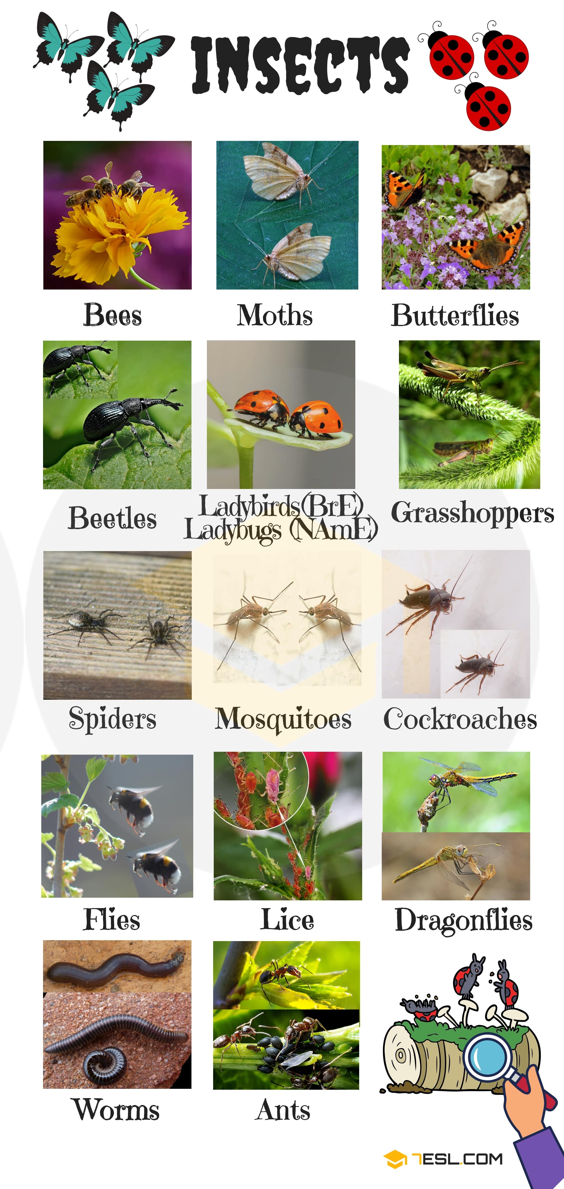 Aug 05, 2013 · the bugs just love the taste of starch in book bindings, paper on which there are glue or paste, various fabrics, bathroom products, cereals, flour, crumbs, and plant materials. Names Of Insects List Of Insects In English With Pictures 7esl