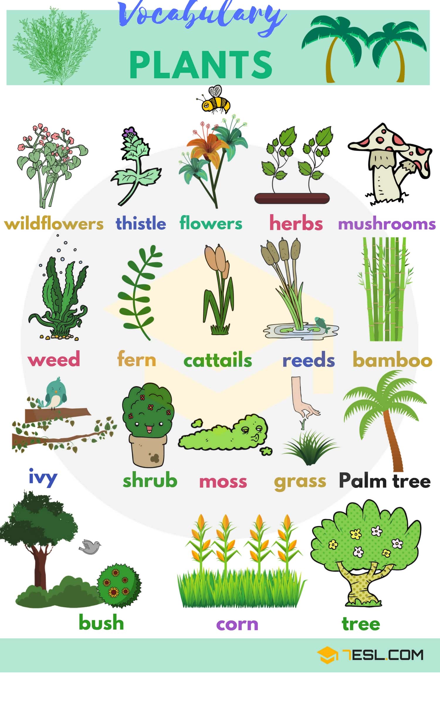 Gardening can be extremely enjoyable for people of all ages and different walks of life. List Of Plant And Flower Names In English With Pictures 7esl