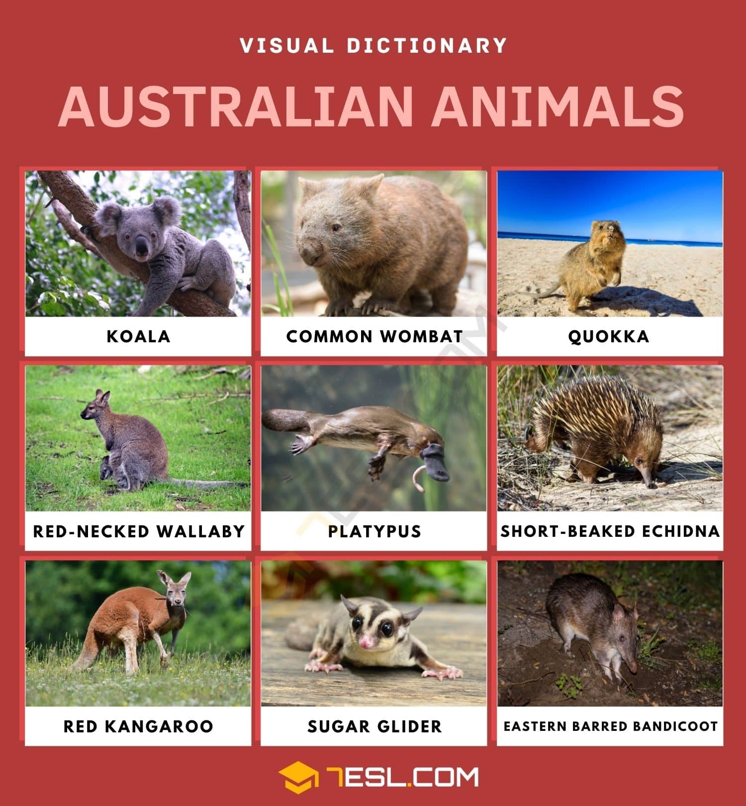 Text or die app plays between two players the one who types the longest answer wins the game. Australian Animals List Of Cute Australian Animals With Pictures 7esl