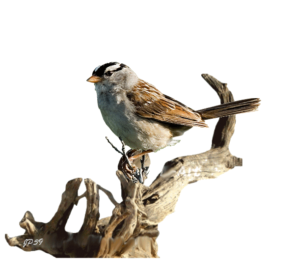 صور طيور متحركه