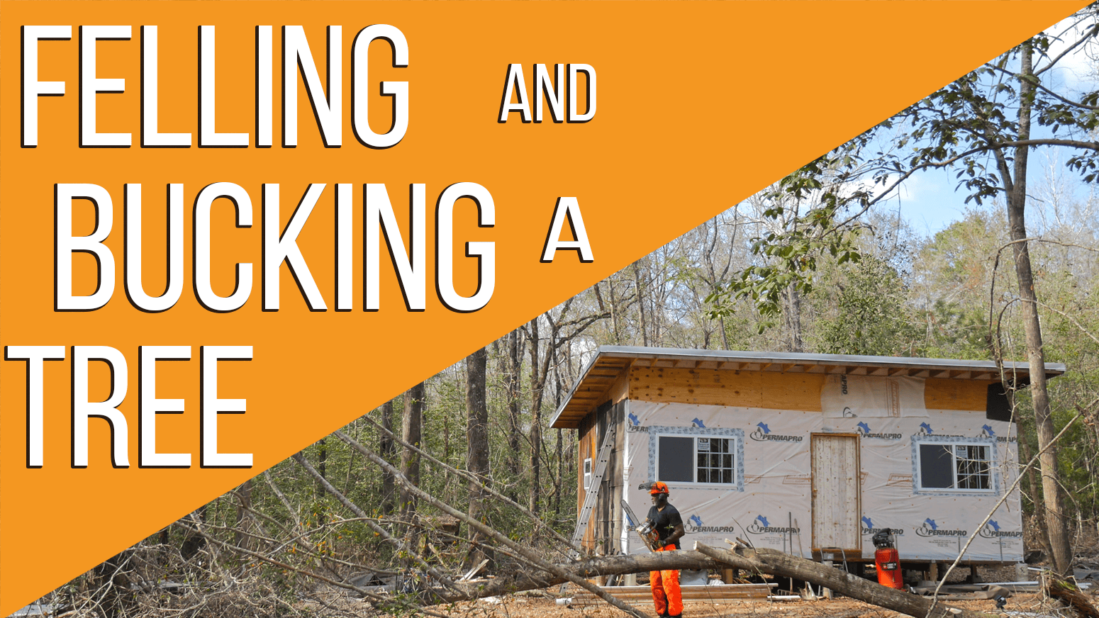 Felling and bucking a tree
