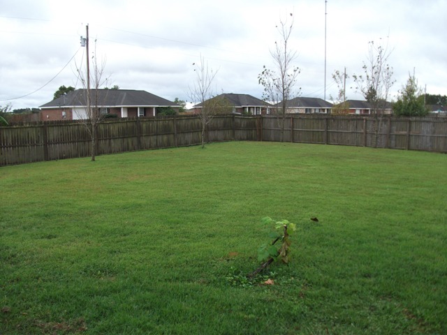 Fenced-in Yard