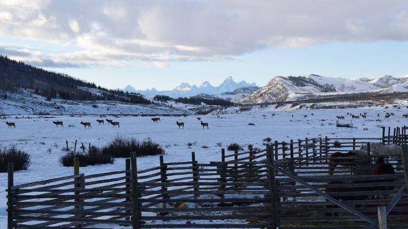 Elk feedground