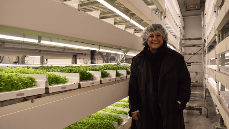 Vertical Harvest CEO and Co-founder Nona Yehia inside a new “germination chamber,” expected to help the business grow produce more efficiently. (Dante Filpula Ankney / KHOL)
