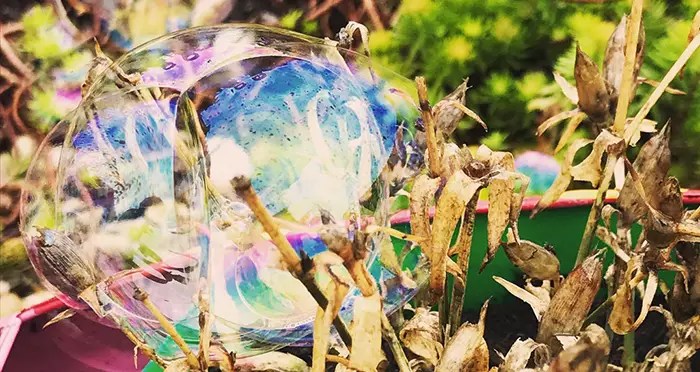 Bubbles on plants, Travel Risk Consultancy Management services image