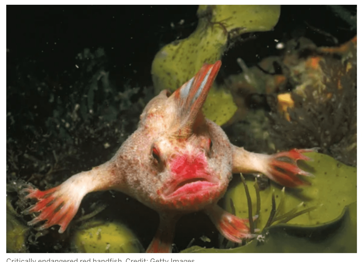 The Smooth Handfish