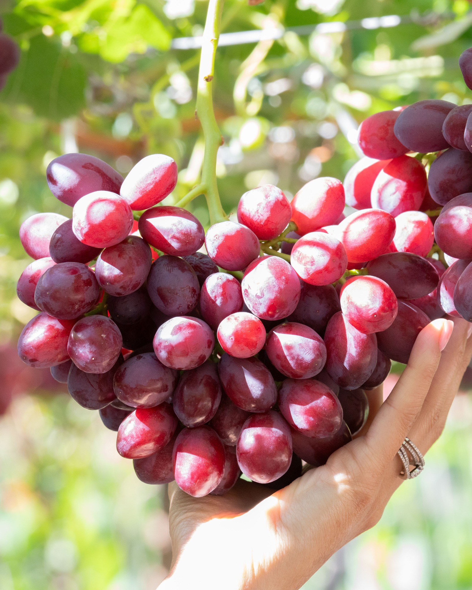 GrapeSEED unit9〜unit20 Table Grapes Exporter,Grower,Packers & Suppliers in South Africa