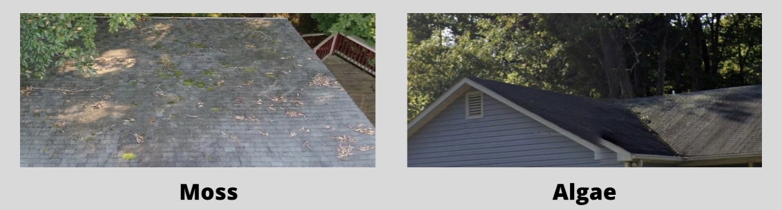 Moss and algae growing on roofs