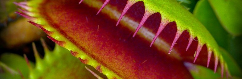 The Venus Flytrap (Photo credit: Mark Freeth via Flickr)