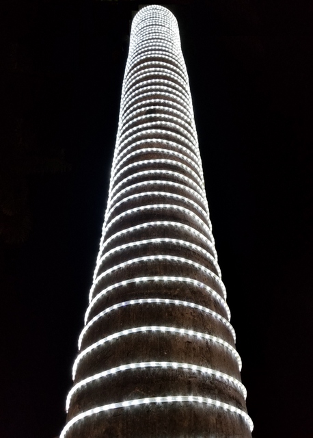 Math Photo — Tree Rings – Mr Honner