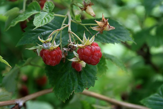Red Raspberry, Rubus idaeus