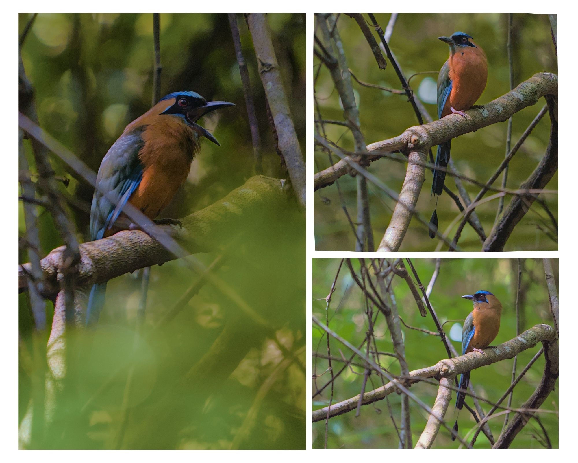 Colourful bird perched on branches, surrounded by lush green foliage.