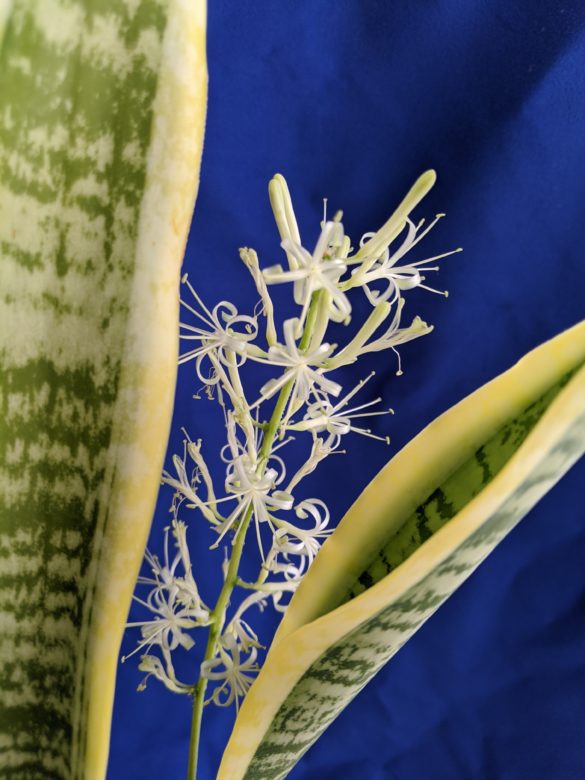 サンスベリアに花が咲いた 時期は 時間は 匂いは あそかぶ