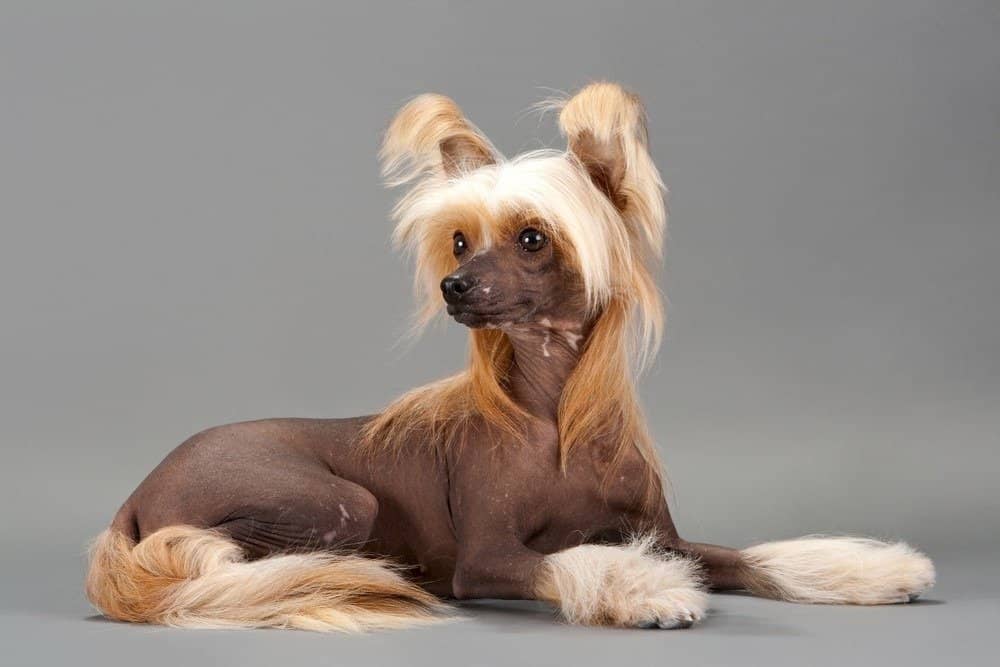 Over the past few decades, more dinosaurs have been discovered in asia than any other continent. Chinese Crested Dog Dog Breed Complete Guide | AZ Animals