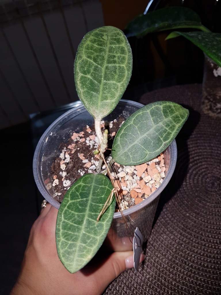 This site details how i grow the wonderful hoya plant here in the northern u.s. Hoya Elliptica 7834302233 Oficjalne Archiwum Allegro