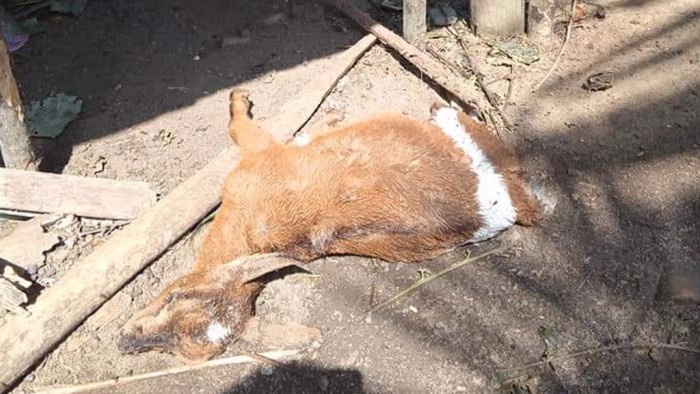 Gratis Download Gambar Puluhan Kambing Mati Secara Misterius Di Banyuwangi Okezone News Terbaru oleh Lampunghits.com