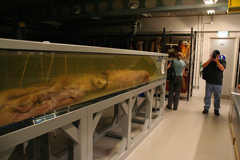 как нарисовать кракена