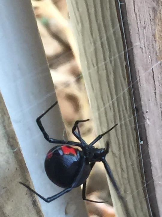 spider