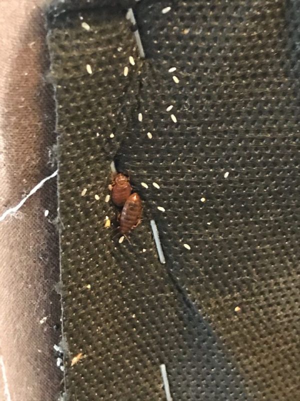 bedbug