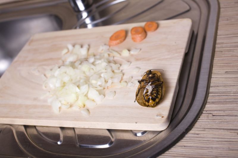 kitchen pest