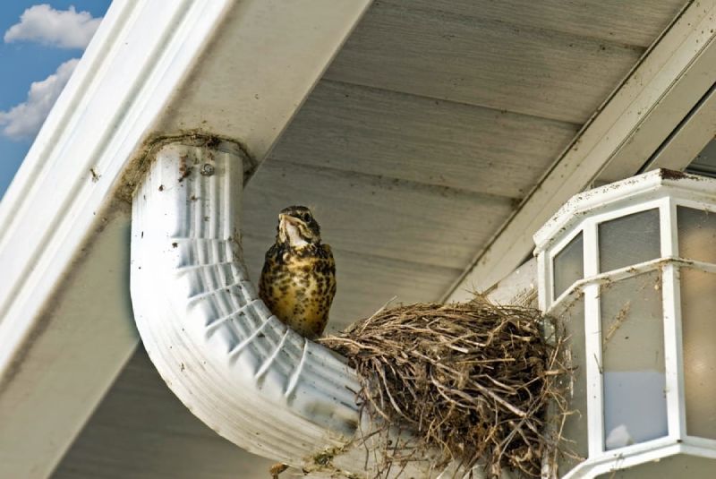 spring nesting