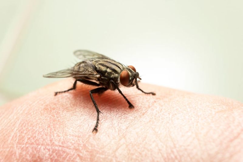 Common Fly