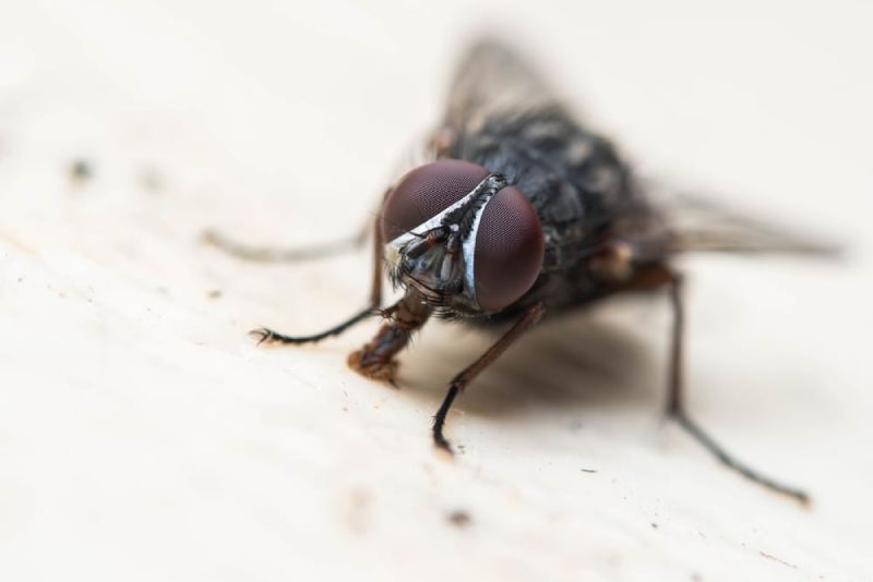 common fly