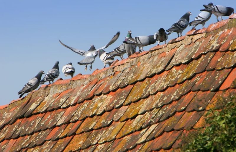 summer birds